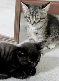 《萌宠记》：毛孩子们的治愈系人生，笑中带泪的生命赞歌！